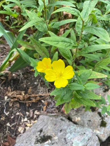 yellow sundrops
