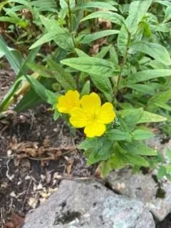 yellow sundrops thumbnail 1