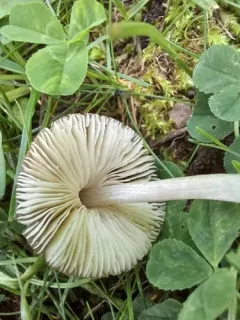 Pluteus inflatus thumbnail 1