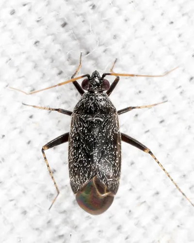 Plagiognathus fuscosus