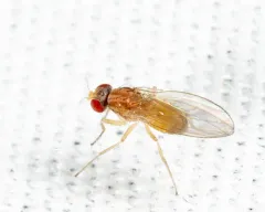 Scaptomyza pallida thumbnail 3