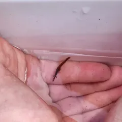 Chameleon Shrimp thumbnail 2