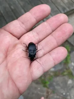 Dicaelus dilatatus thumbnail 2
