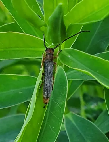 Leafy Spurge Stem Boring Beetle