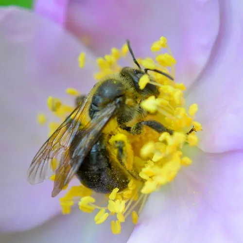 Snowy Mining Bee