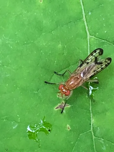 Tetanocera clara