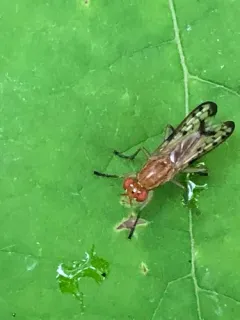 Tetanocera clara thumbnail 1
