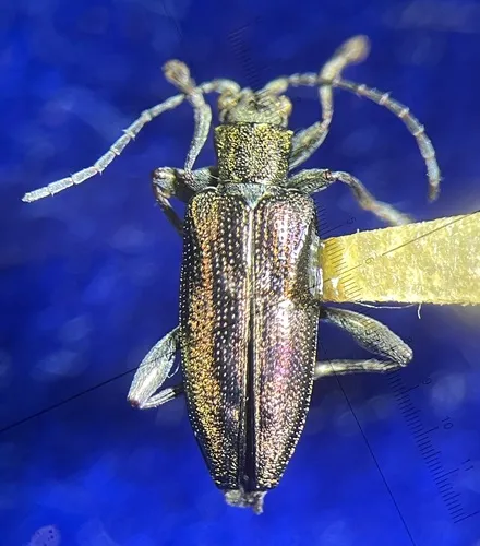 Subtle reed beetle