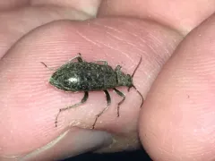 Pergetus campanulatus thumbnail 4