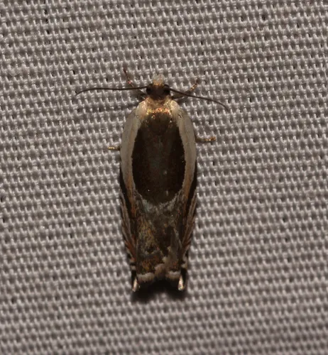 Yellow Birch Leaffolder Moth
