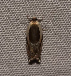 Yellow Birch Leaffolder Moth thumbnail 1