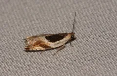 Ancylis spiraeifoliana thumbnail 4