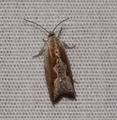 Ancylis goodelliana thumbnail 2