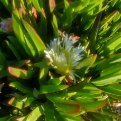sea fig thumbnail 3