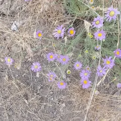 thread-leaf fleabane thumbnail 2