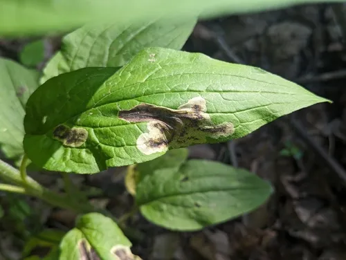 Agromyza canadensis