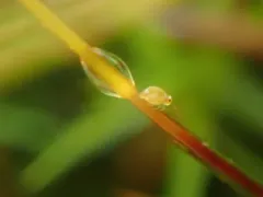 Katiannina macgillivrayi thumbnail 4