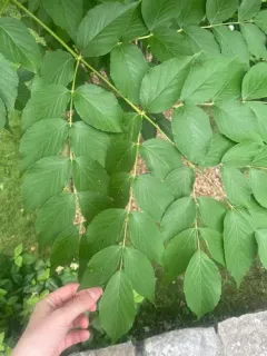 Chinese Angelica-tree thumbnail 2