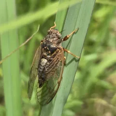 Prairie Cicada thumbnail 2