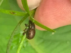 Panscopus erinaceus thumbnail 2