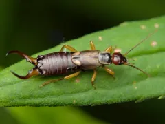 European Earwig thumbnail 4