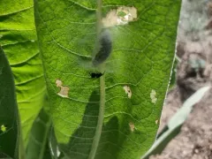 Brachymeria ovata thumbnail 1