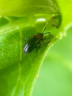 Rosinweed Leaf Miner thumbnail 3