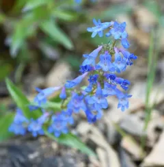 Alberta Beardtongue thumbnail 3