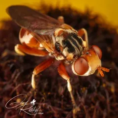 Zodion obliquefasciatum thumbnail 4