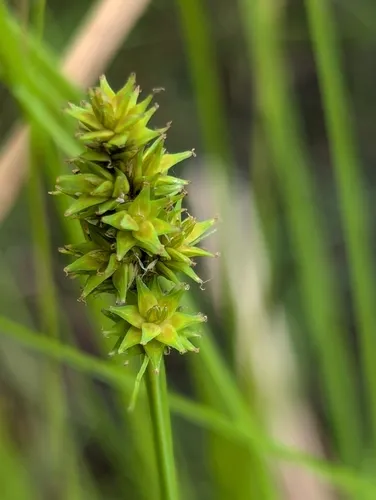 northern clustered sedge