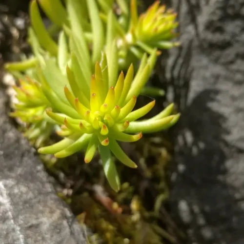 Reflexed Stonecrop