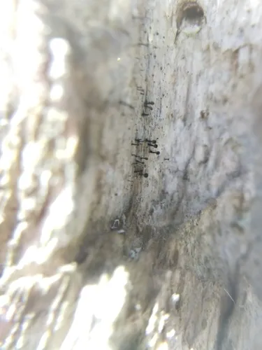 Calicium salicinum