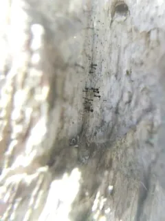 Calicium salicinum thumbnail 1
