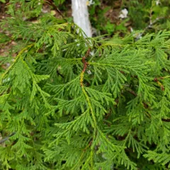 Alaska yellow cedar thumbnail 4