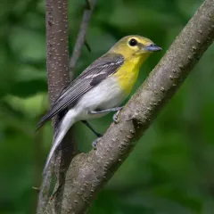 Yellow-throated Vireo thumbnail 2