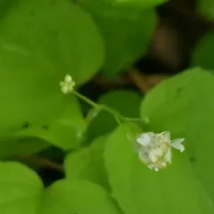 Alpine Enchanter's-nightshade thumbnail 3