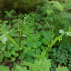Wall Lettuce thumbnail 6