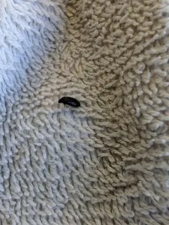 Black Carpet Beetle thumbnail 4