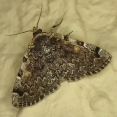 Greater Idia Moth thumbnail 3