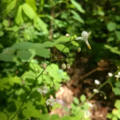 White Inside-out Flower thumbnail 3