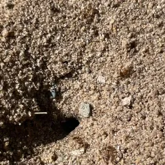 Turfgrass Ant thumbnail 3