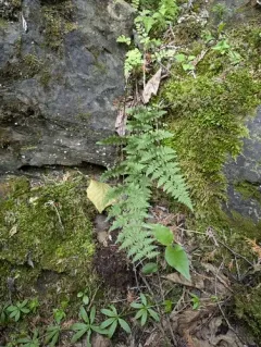 Laurentian bulblet fern thumbnail 2