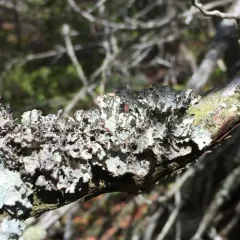 Crumpled Rag Lichen thumbnail 2