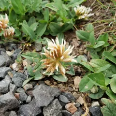 Long-stalked Clover thumbnail 4