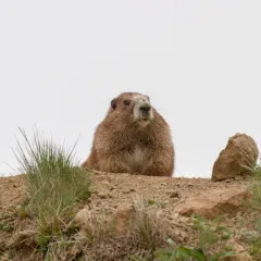 Olympic Marmot thumbnail 4