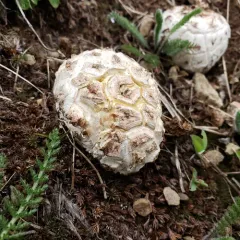 Sculptured Puffball thumbnail 4