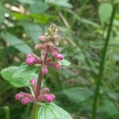 Coastal Hedge-nettle thumbnail 2