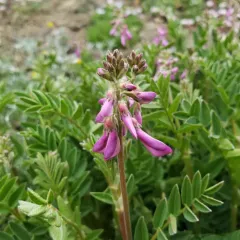 Western Sweet-vetch thumbnail 1