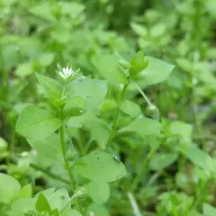 common chickweed thumbnail 4
