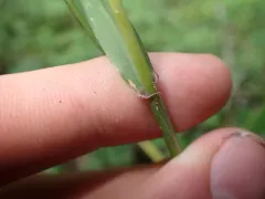 MacGregor's Wildrye thumbnail 3